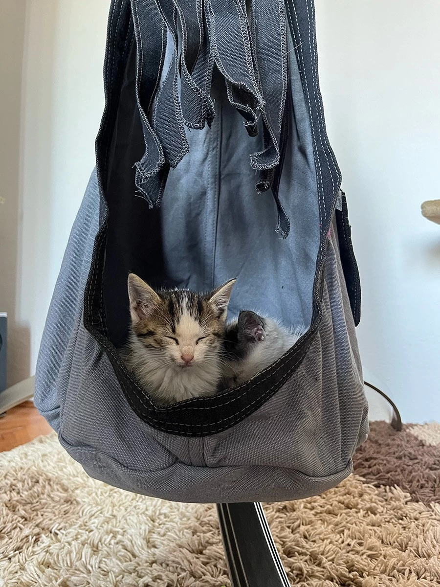 Lola Hängehöhle LOLI CAT Noire 17 Lola Hängehöhle LOLI CAT Noire – Bild 15