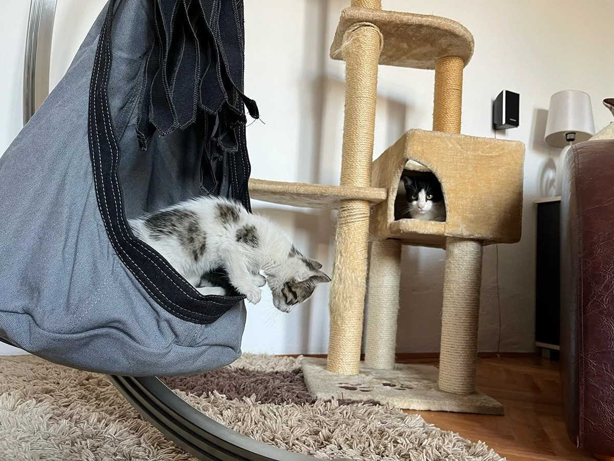 Lola Hängehöhle LOLI CAT Noire 20 Lola Hängehöhle LOLI CAT Noire – Bild 18